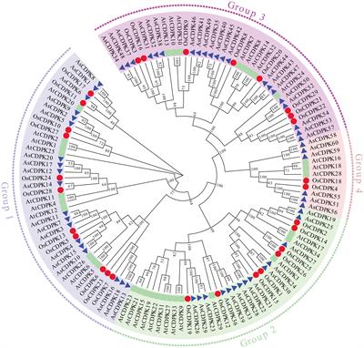 Identification and expression analysis of calcium-dependent protein kinase family in oat (Avena sativa L.) and their functions in response to saline-alkali stresses